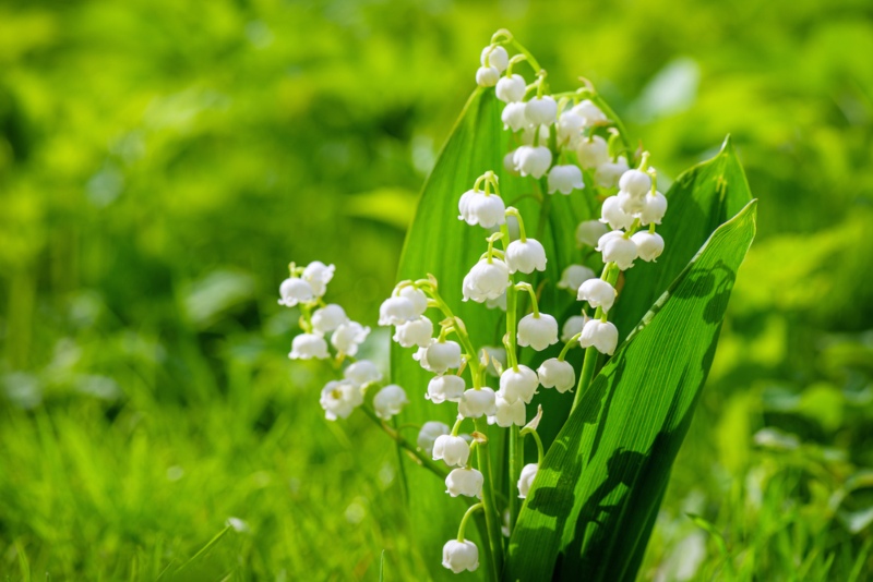 Lily-of-the-valley