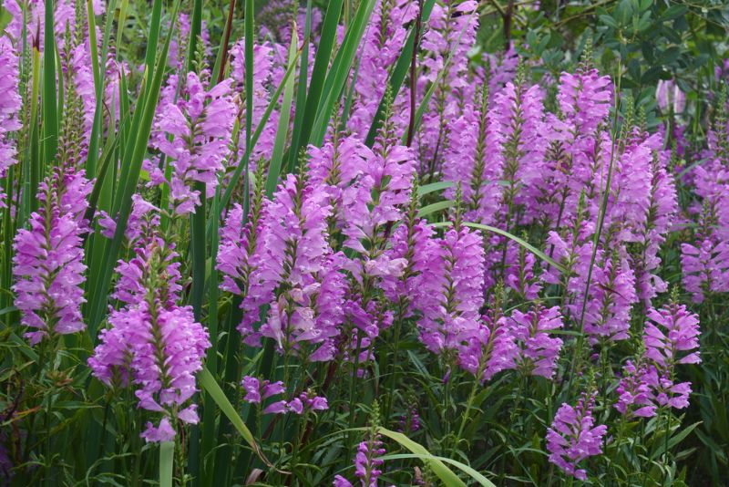 Obedient-plant