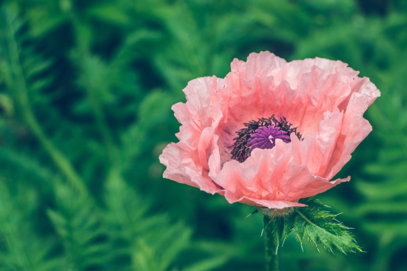 Oriental-Poppy-(Papaver-'orientalis')