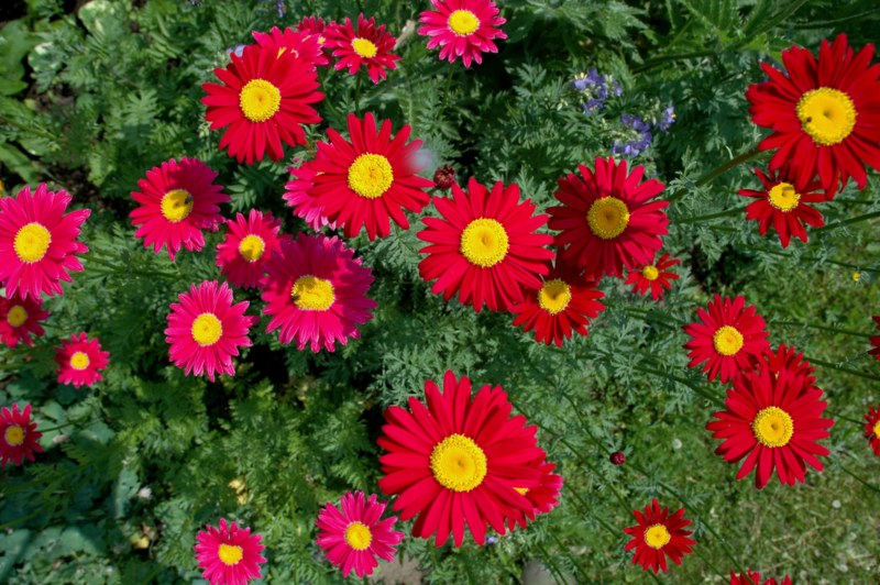 Painted-Daisy-(Tanacetum-coccineum)