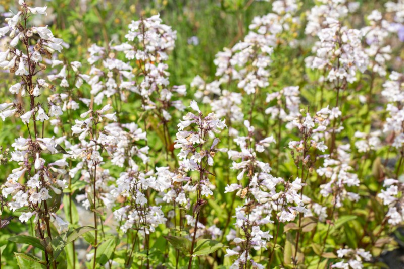 Penstemon-Digitalis