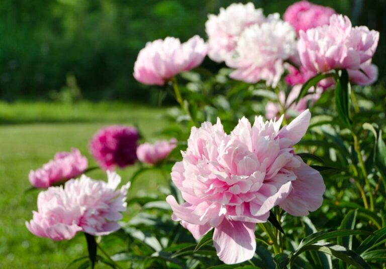 10 New York Perennials You'll LOVE (Photos and Growing Tips) Garden