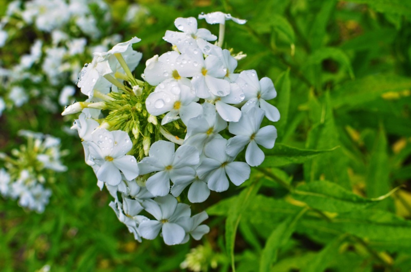 Phlox