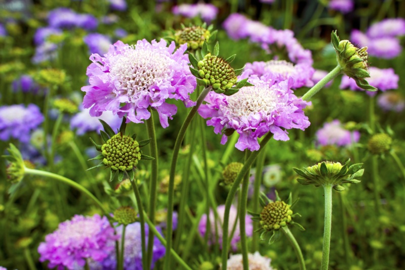 Pincushion-Flower