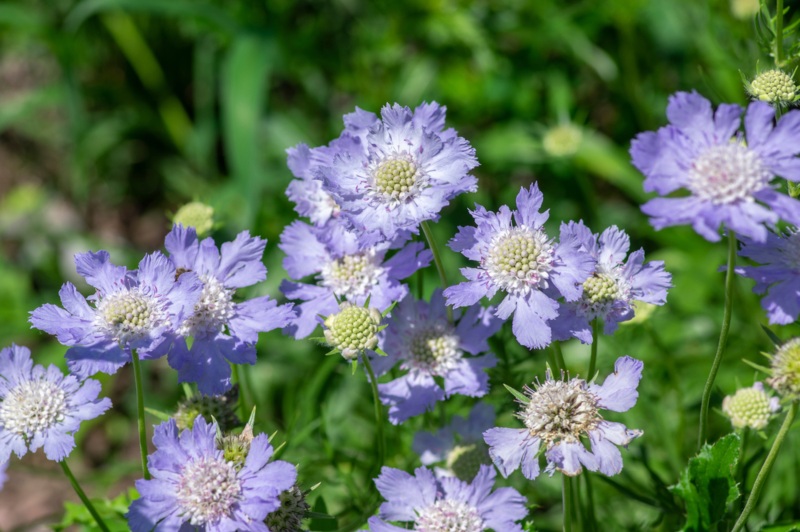 Pincushion-Flower