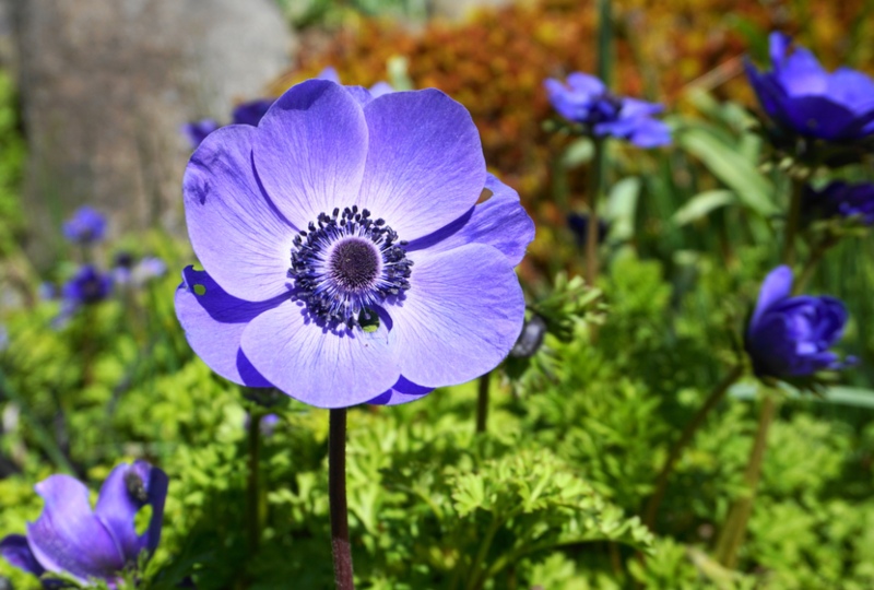 Poppy-Like Anemones