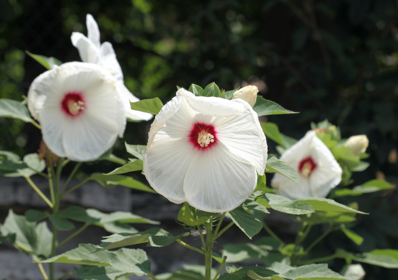 Rose-Mallow-(Hibiscus-moscheutos)