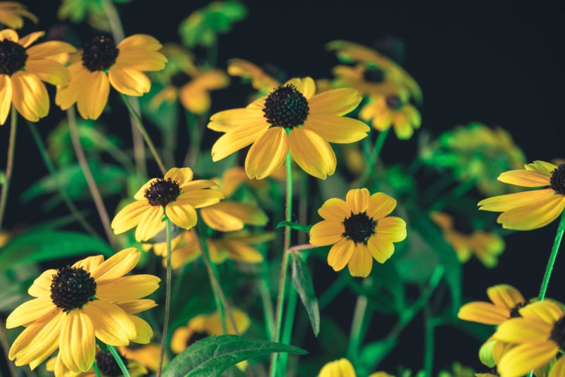 Rudbeckia-(Black-Eyed-Susan)