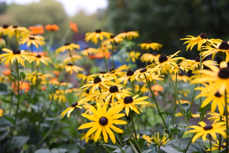 Rudbeckia