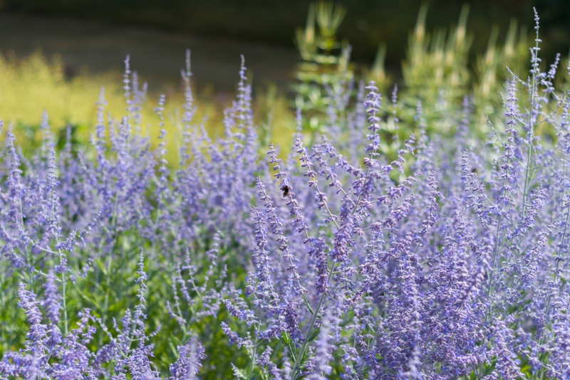 Russian-Sage