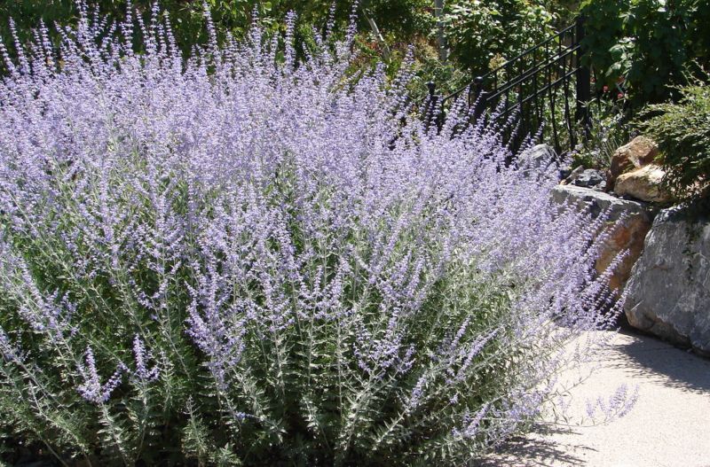 Russian-Sage