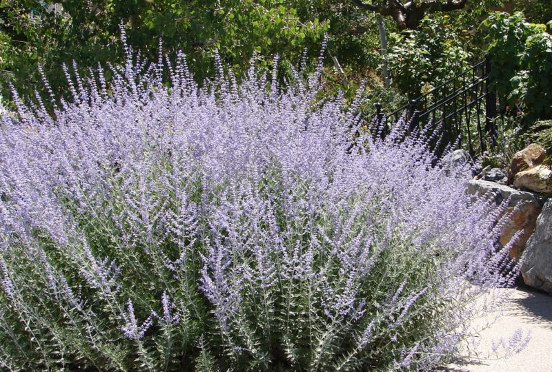 Russian-sage 