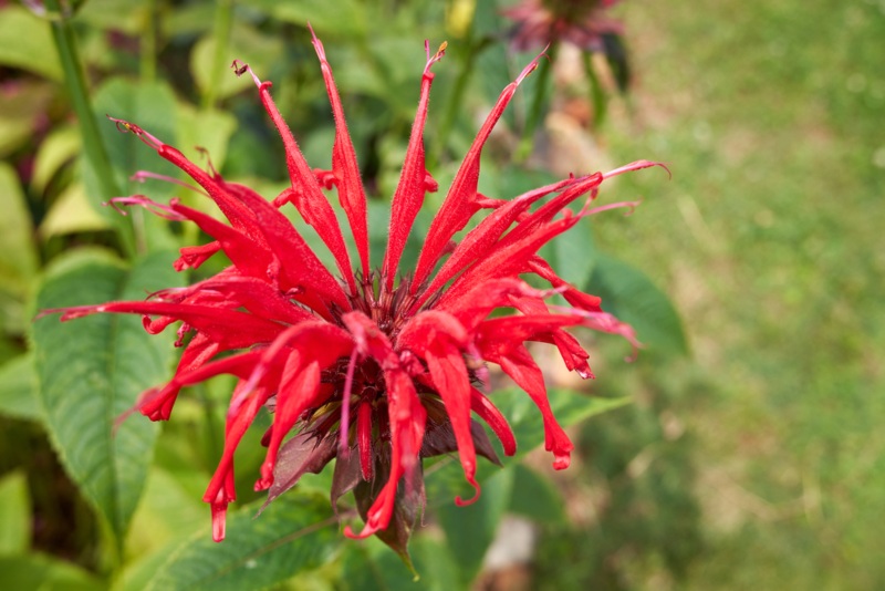 Scarlet-Bee-Balm