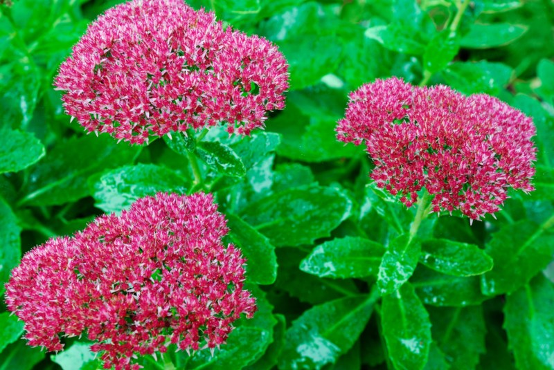 Sedum-'Autumn-Joy'