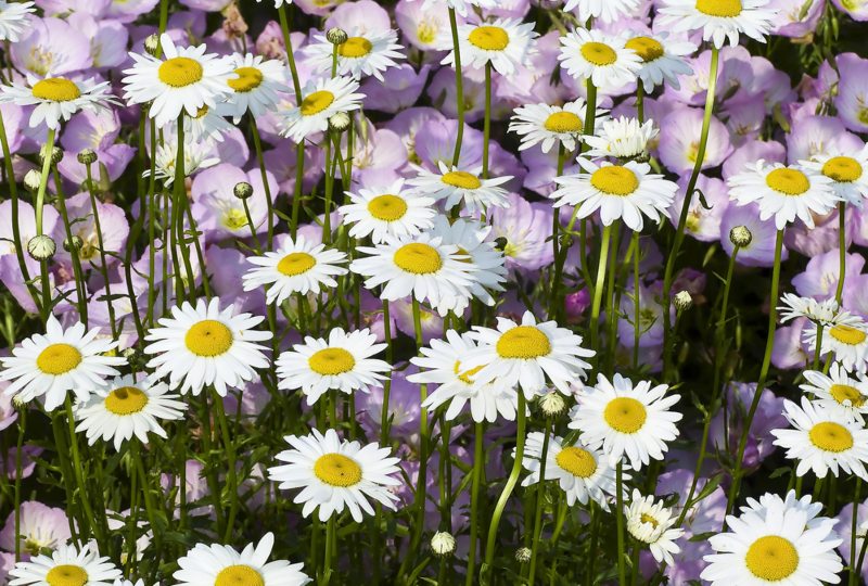 Shasta-Daisy