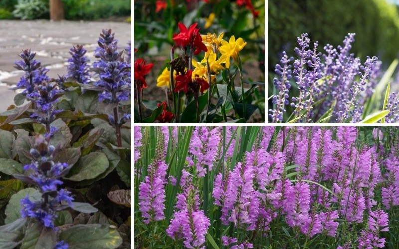 South Carolina Perennials