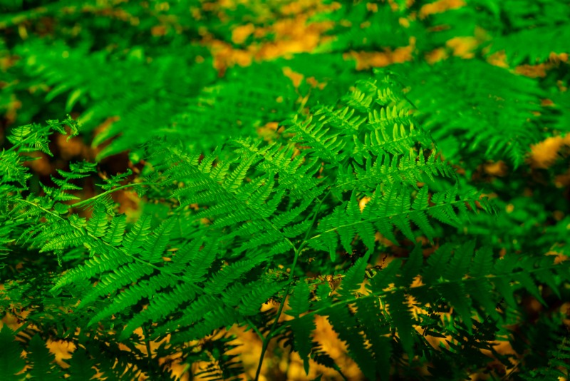 Southern-Wood-Fern