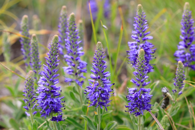 Spike-Speedwell