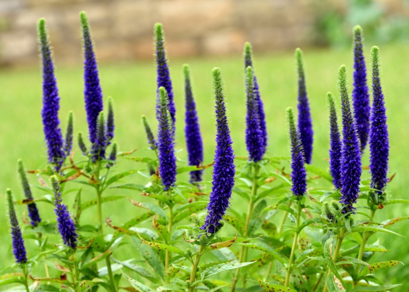 Spike-Speedwell