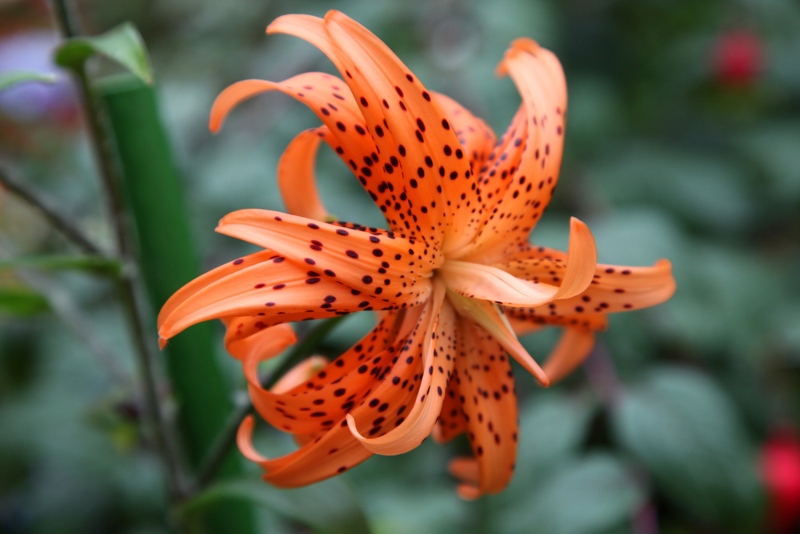 Tiger-Lily