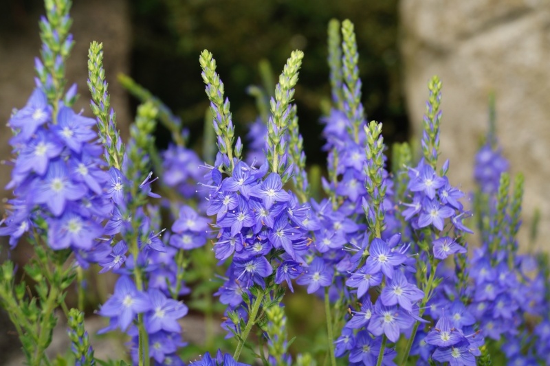 Veronica-Teucrium