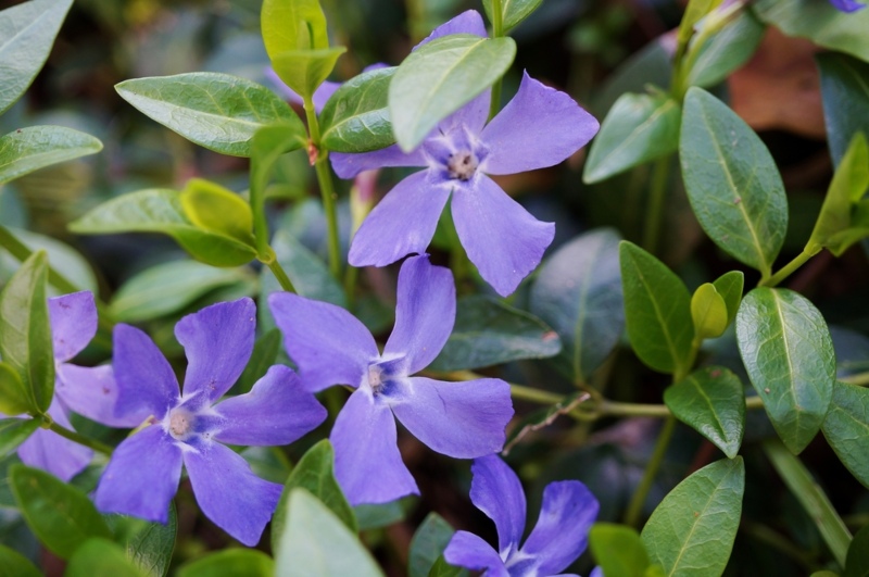 Vinca-Minor