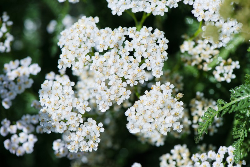 Yarrow 