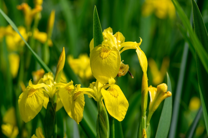 Yellow-flag-iris