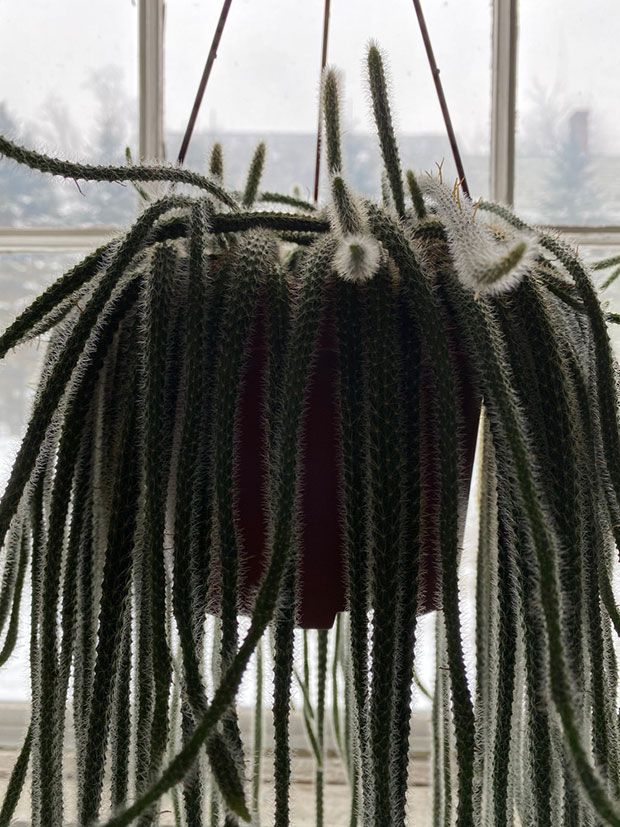 Hanging Rat Tail Cactus