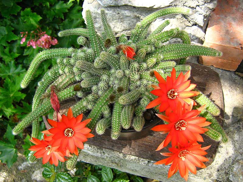 peanut cactus blooming