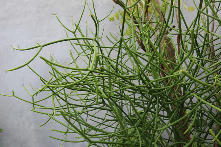 Growing Guide Tips for Growing Pencil Cactus Garden Lovers Club