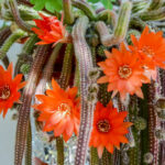 rat tail cactus blooming
