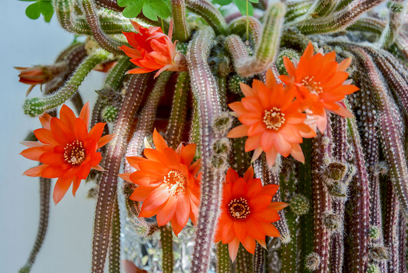 rat tail cactus blooming