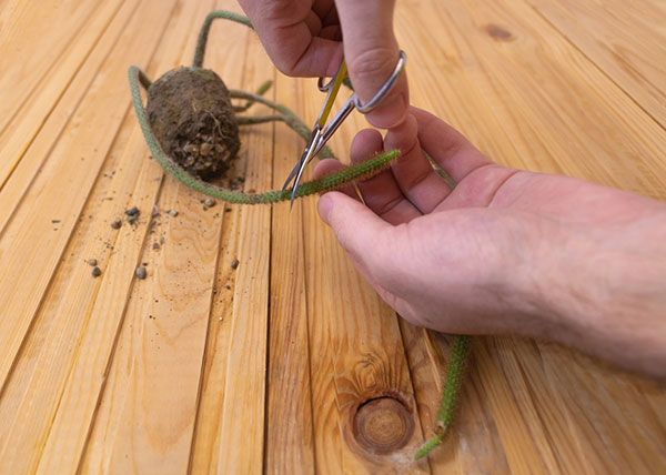 Rat Tail Cactus Propagation