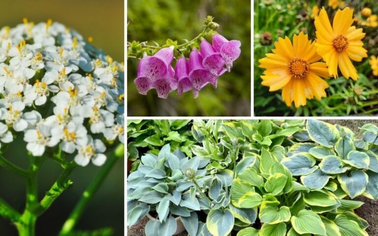 12 Best Salt-Tolerant Perennials - Garden Lovers Club