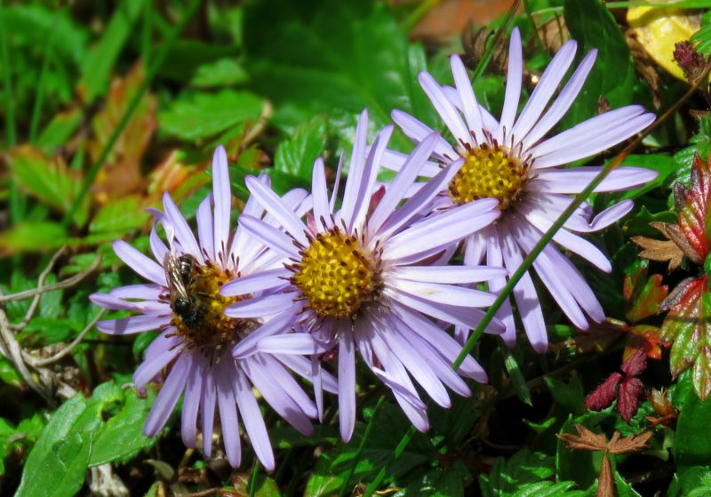 Aromatic-Aster