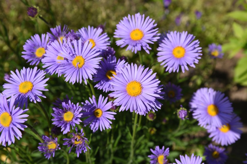 Asters