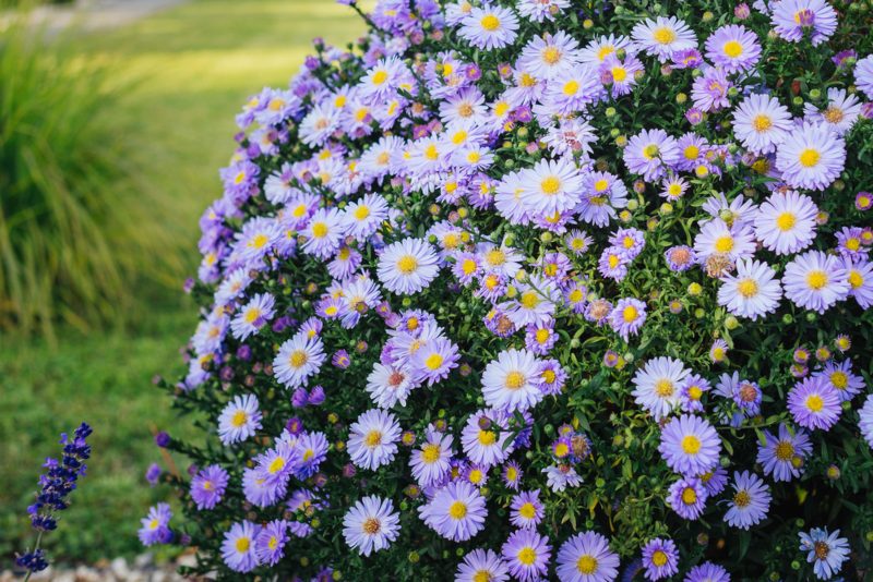 Asters