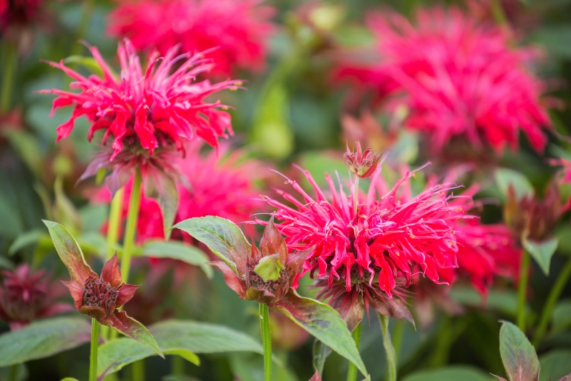 Bee-Balm