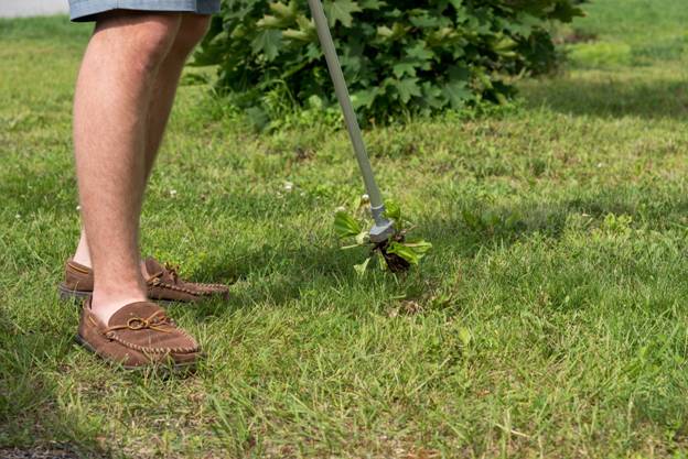 Best Weed Puller Tool to Buy in 2021