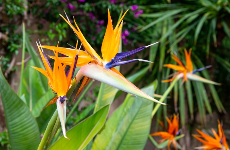 Bird-of-Paradise