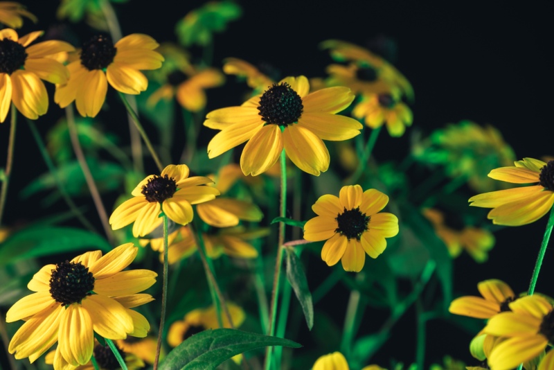 Black-Eyed-Susan