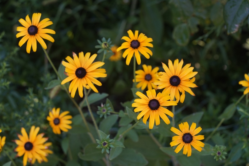 Black-Eyed-Susan