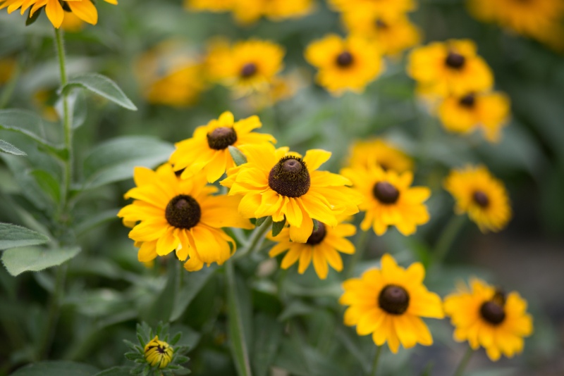 Black-Eyed-Susan