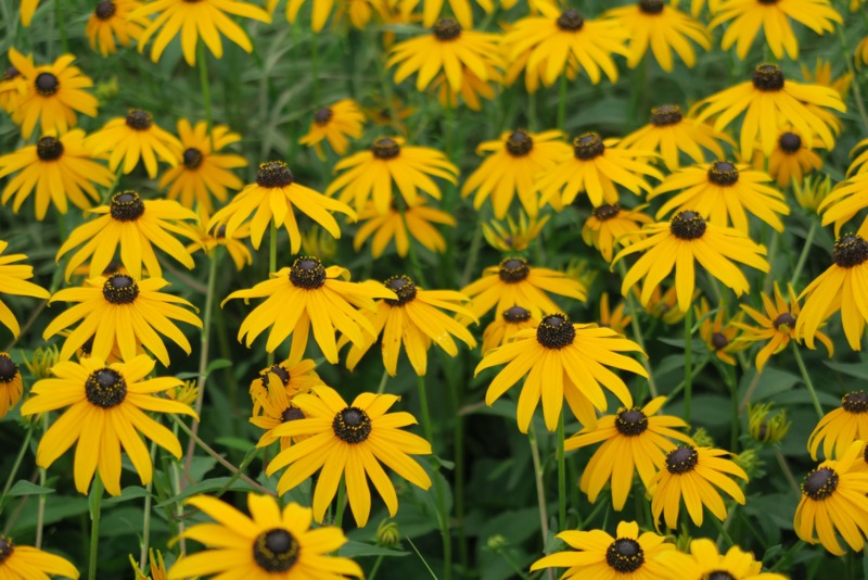 Black-Eyed Susan