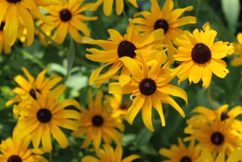 Black-Eyed-Susan