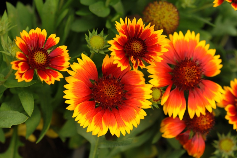 Blanket-Flower