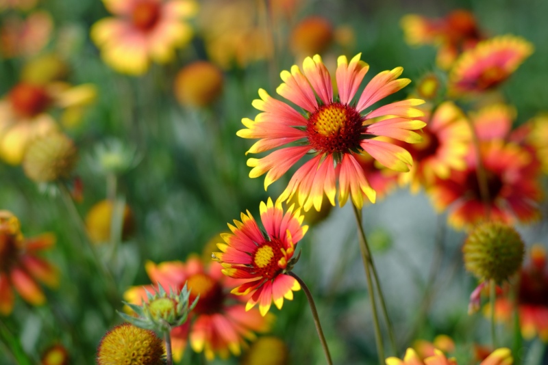 Blanket-Flower