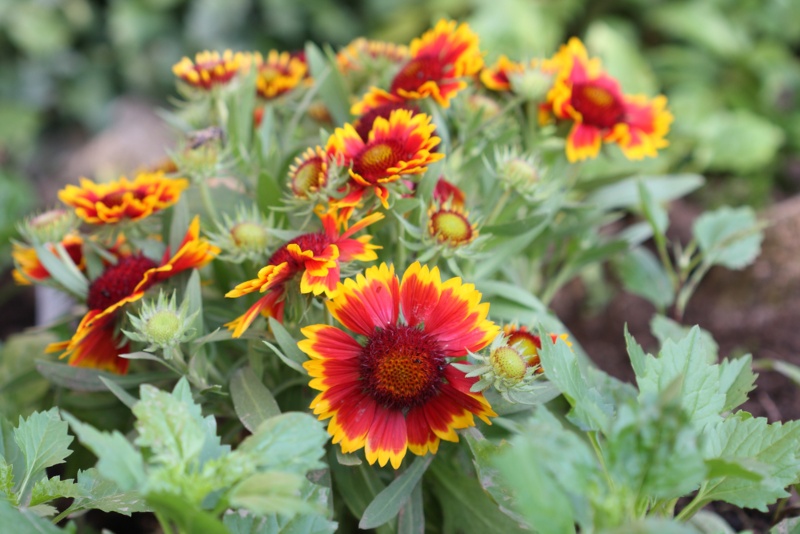 Blanket-Flower