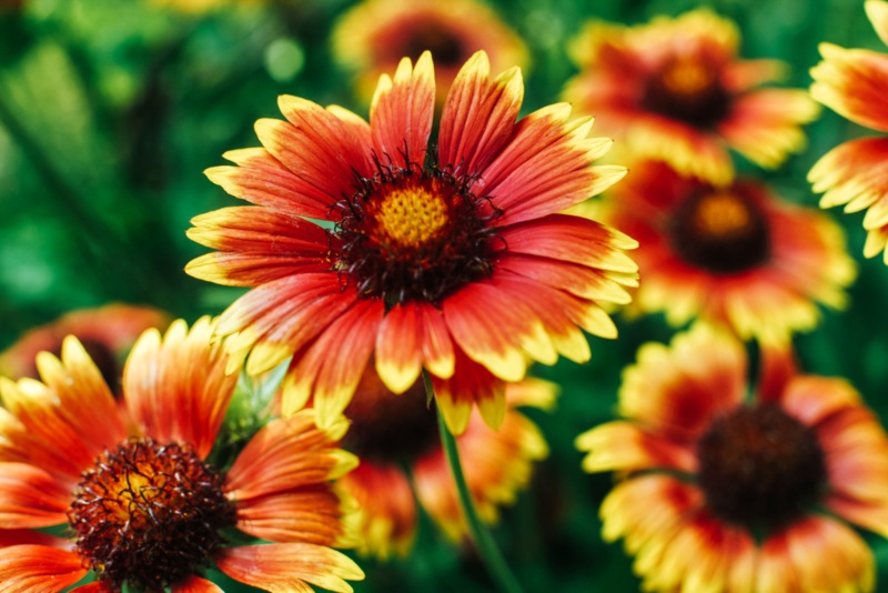 Blanket-Flower